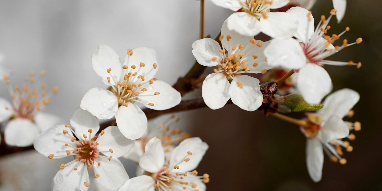 Megkezdődött a tavasz, de még lesznek fagyos reggelek
