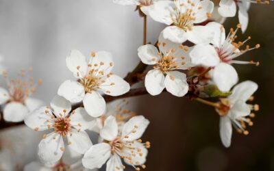 Ekkor érkezhet a tavasz