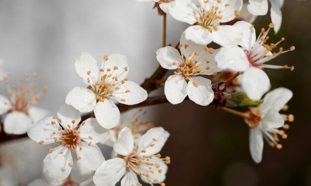 Megkezdődött a tavasz, de még lesznek fagyos reggelek