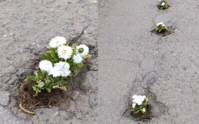 Kivirágzott Temerinben a Munkás utca