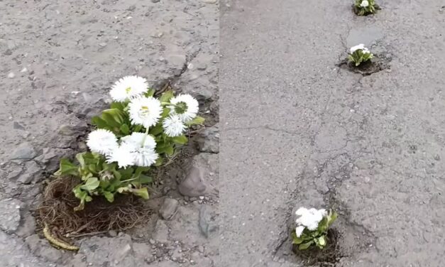 Kivirágzott Temerinben a Munkás utca