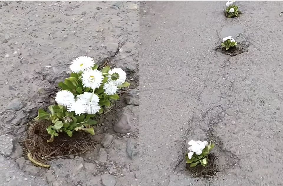 Kivirágzott Temerinben a Munkás utca