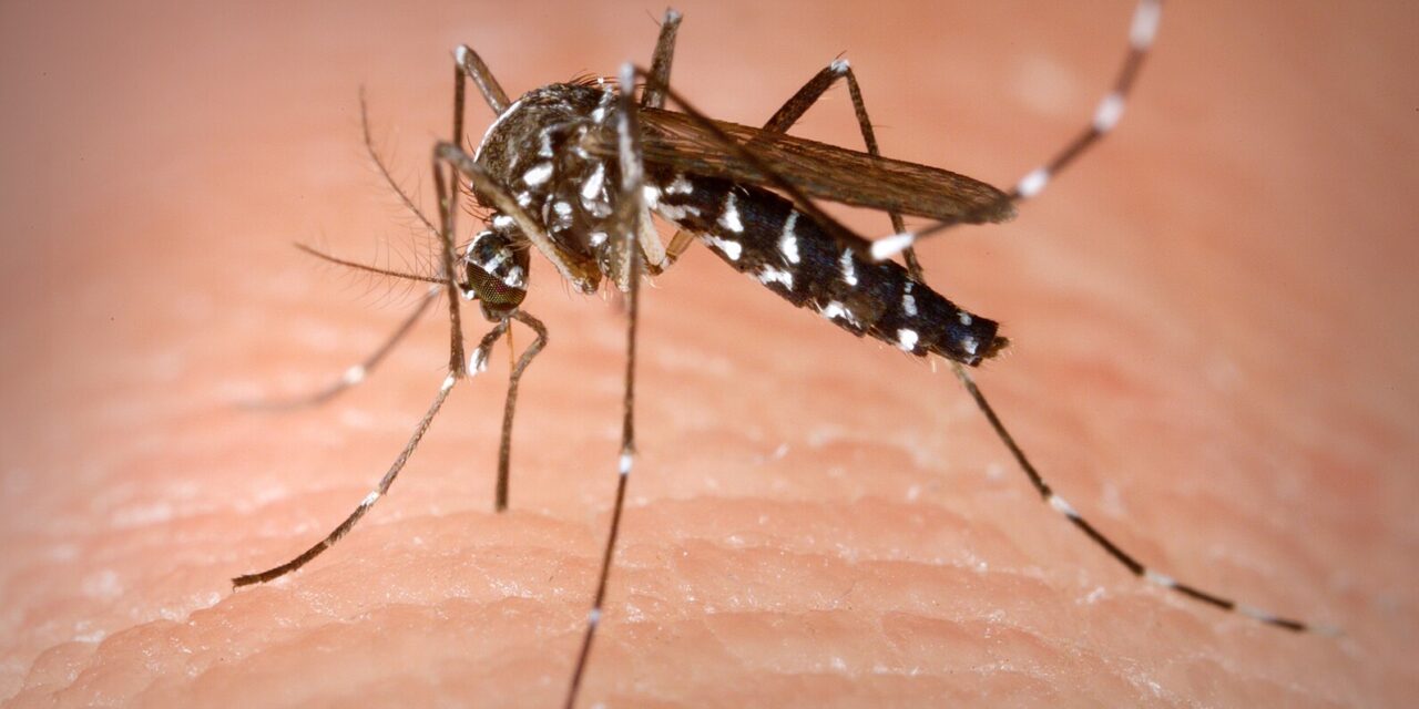 Már csak az a kérdés, mikor terjesztik el a Dengue-lázat az invazív szúnyogok