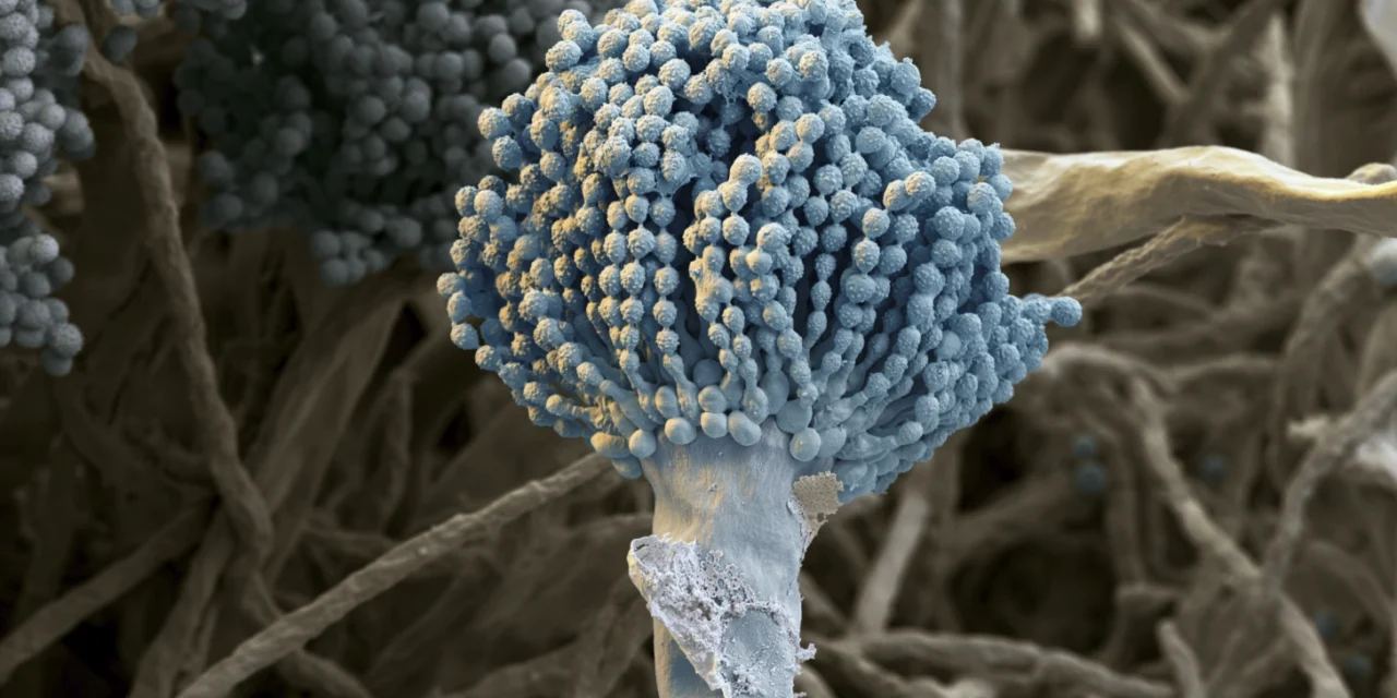 Halálos gombafertőzések terjedhetnek el új területeken