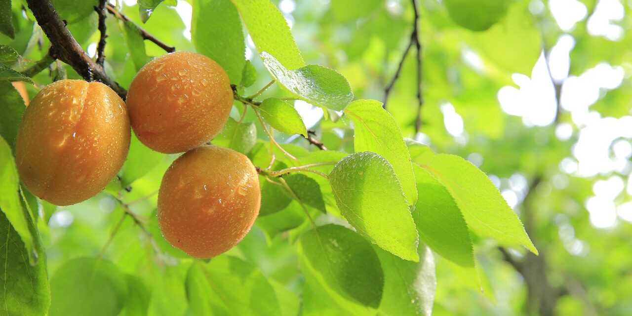 A tavaszi fagy elvitte szinte a teljes sárgabaracktermést