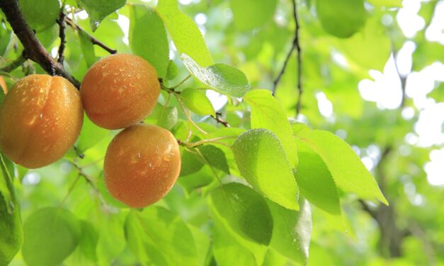 A tavaszi fagy elvitte szinte a teljes sárgabaracktermést