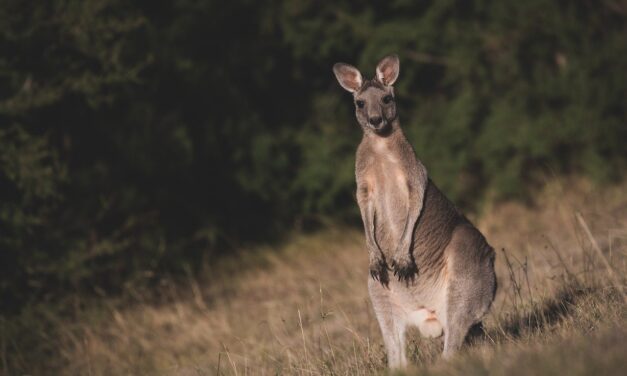 Négy kenguru is született idén a Szegedi Vadasparkban (Fotók)