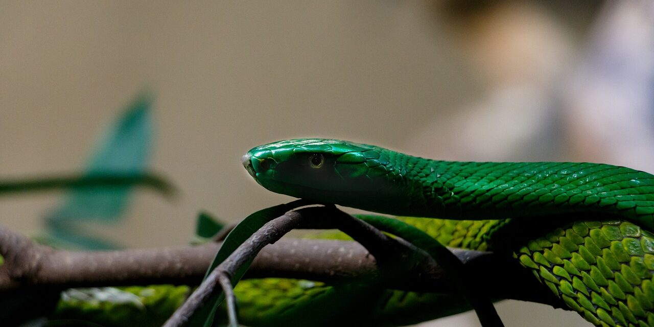 Kétszáz kígyómarást élt túl az egykori teherautó-szerelő