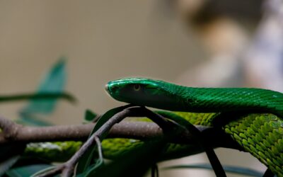 Kétszáz kígyómarást élt túl az egykori teherautó-szerelő
