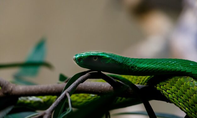 Kétszáz kígyómarást élt túl az egykori teherautó-szerelő