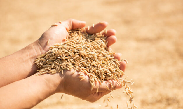 Lehet jelentkezni a vetőmag után járó támogatásra