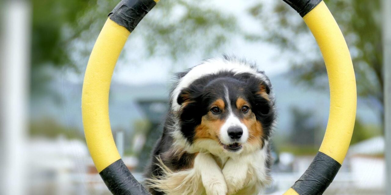 Az agility sport története és szabályai