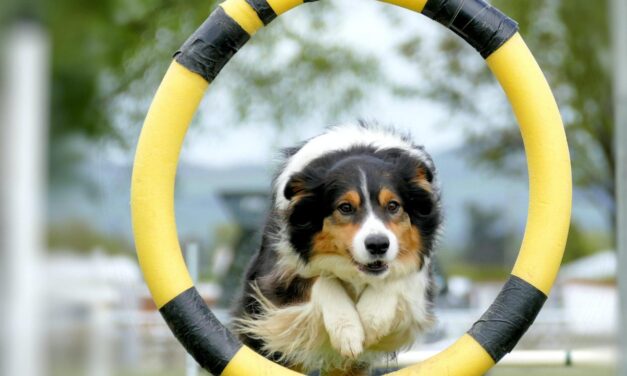Az agility sport története és szabályai