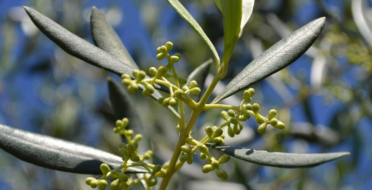Időtlen olajfák: a természet emlékkapszulái
