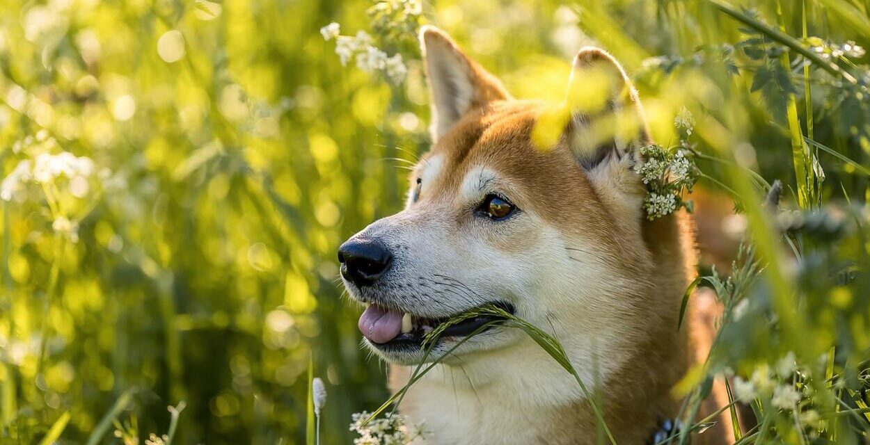 Mit érdemes tudni a shiba inu kutyákról?