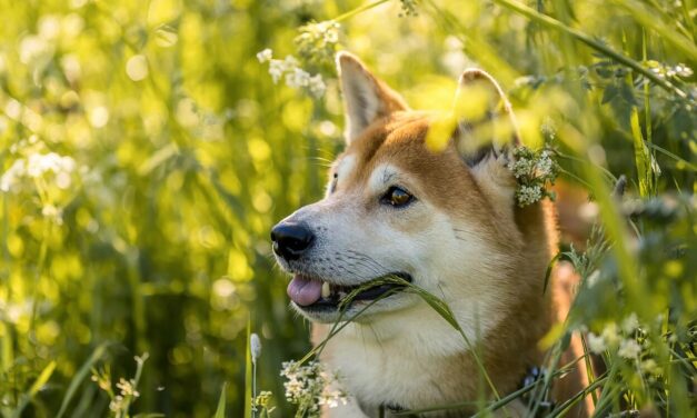 Mit érdemes tudni a shiba inu kutyákról?