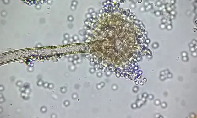 Rákellenes csodaszer lehet a gombából