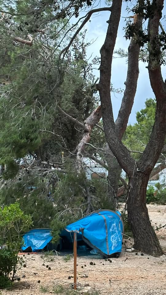 Fákat döntöt ki a vihar (Fotó: Istramet)