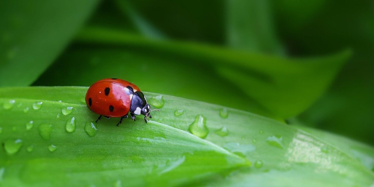 Büntetendő a rovarok és az állatok megölése!