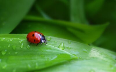 Büntetendő a rovarok és az állatok megölése!