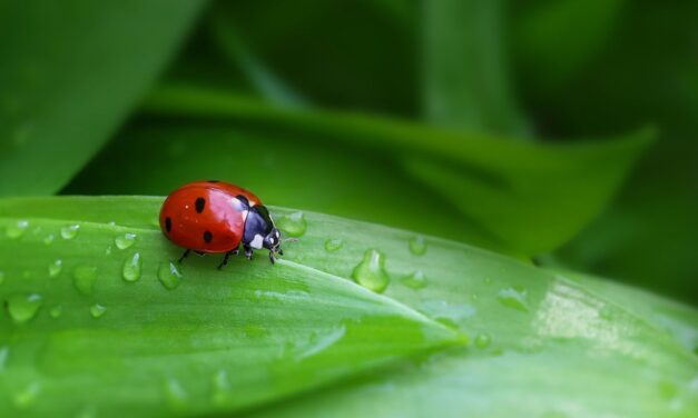 Büntetendő a rovarok és az állatok megölése!