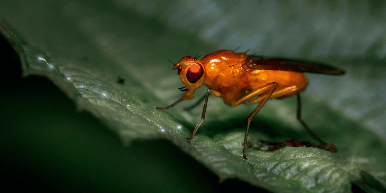 A muslicák segítségével célzott terápiákat készíthetnek