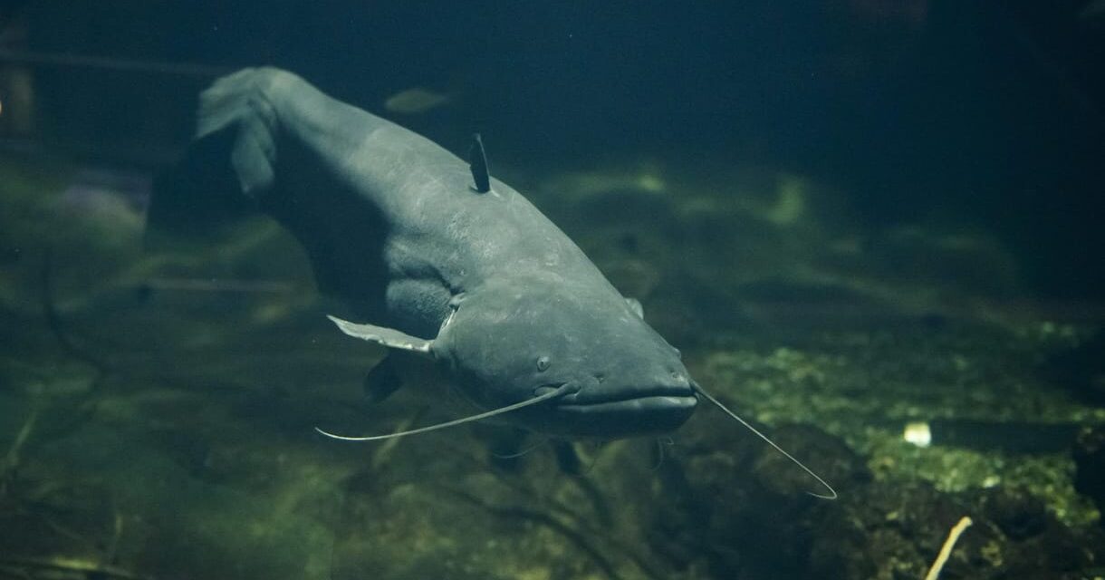 Óriásharcsa támadt a fesztiválozókra