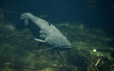 Óriásharcsa támadt a fesztiválozókra