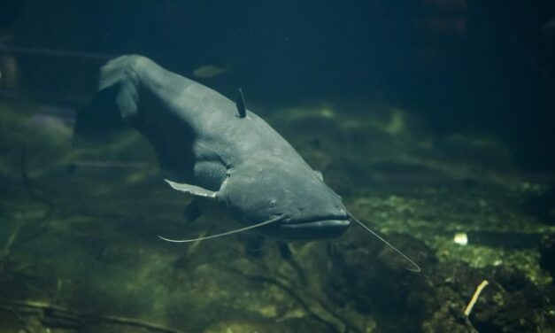 Óriásharcsa támadt a fesztiválozókra