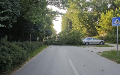 Fákat döntött ki a viharos szél Palicson