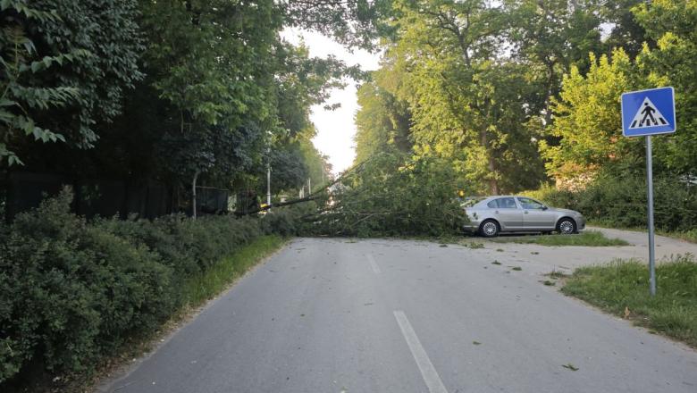 Fákat döntött ki a viharos szél Palicson