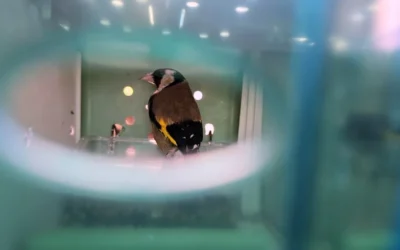 Tollas fogás a horgosi határon