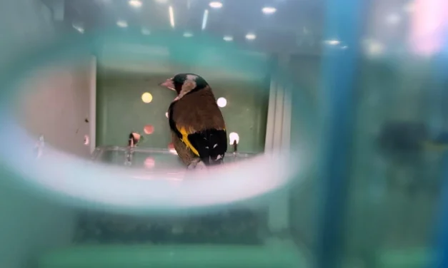 Tollas fogás a horgosi határon