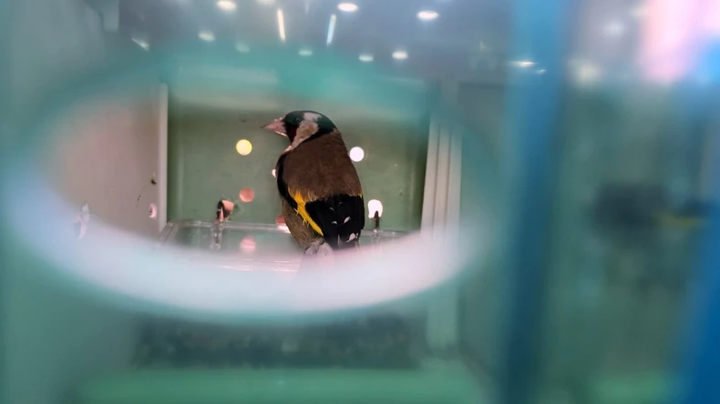 Tollas fogás a horgosi határon