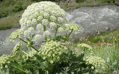 Bánátban felfedezték Európa egyik legmérgezőbb növényét – vakságot is okozhat