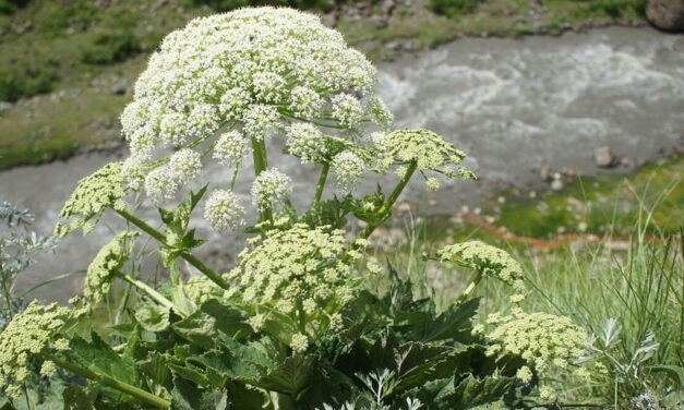 Bánátban felfedezték Európa egyik legmérgezőbb növényét – vakságot is okozhat