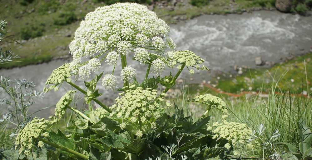 Bánátban felfedezték Európa egyik legmérgezőbb növényét – vakságot is okozhat