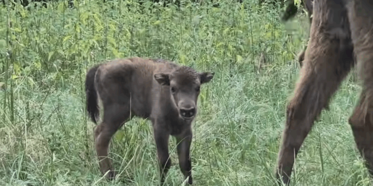Bölény született a Fruška Gora Nemzeti Parkban (fotók+videó)