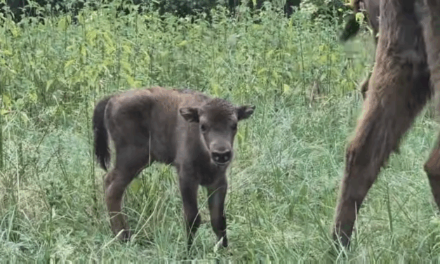 Bölény született a Fruška Gora Nemzeti Parkban (fotók+videó)