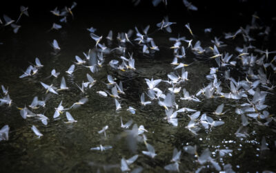 Több százezer dunavirág rajzik Budapesten