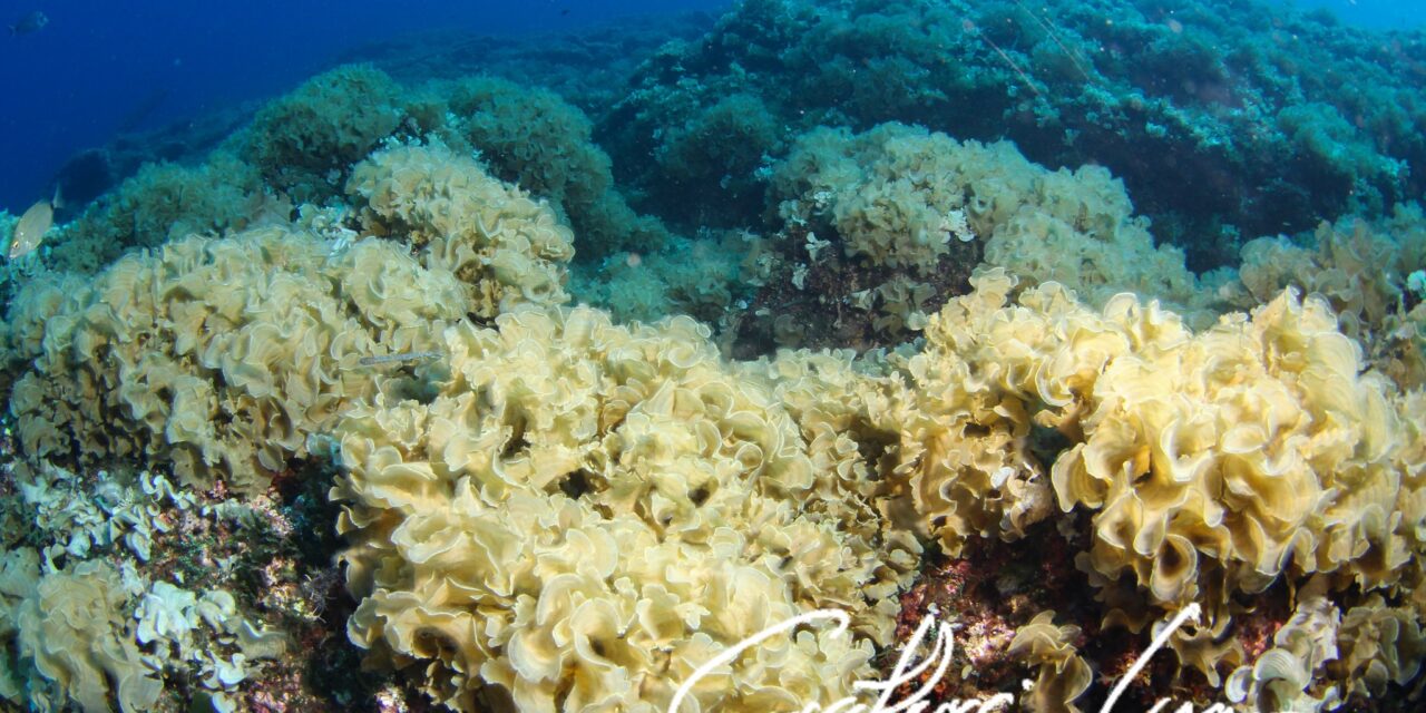 Invazív algafaj megjelenése miatt adtak ki figyelmeztetést Horvátországban