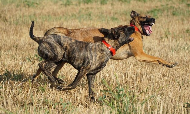 Kutyák marták halálra a szomszédasszonyt