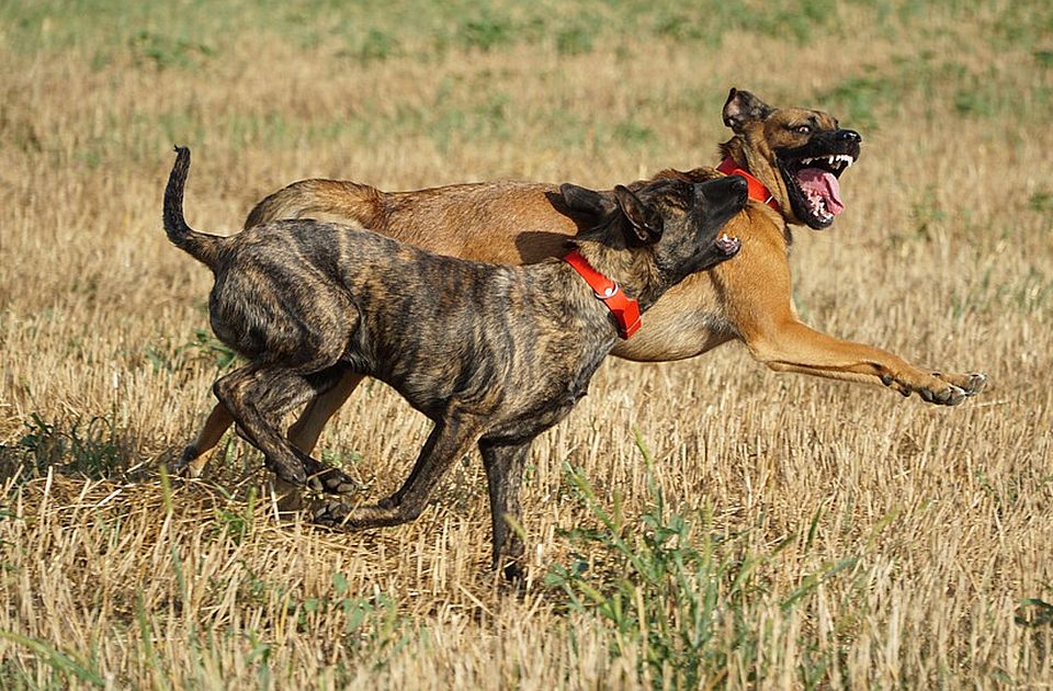 Kutyák marták halálra a szomszédasszonyt