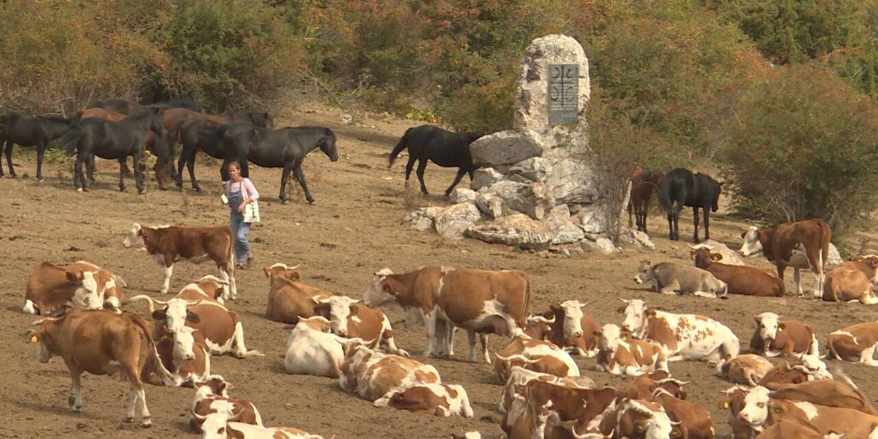 Megint szomjaznak az állatok a Suva-planinán