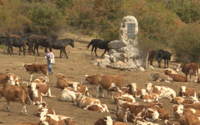 Érkezik a víz a Suva planina legelőin lévő állatoknak