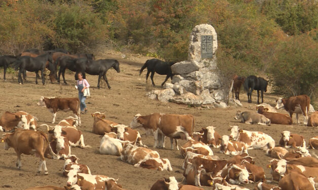 Érkezik a víz a Suva planina legelőin lévő állatoknak