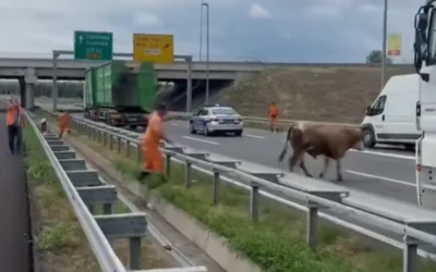 Bika akadályozta a forgalmat az autópályán