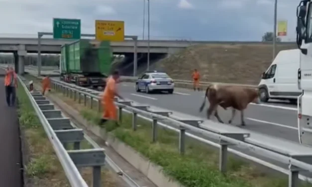 Bika akadályozta a forgalmat az autópályán