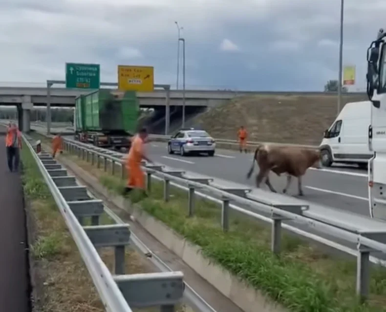 Bika akadályozta a forgalmat az autópályán