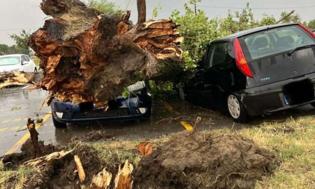 „Vajdaság olyan, mint egy forró serpenyő”